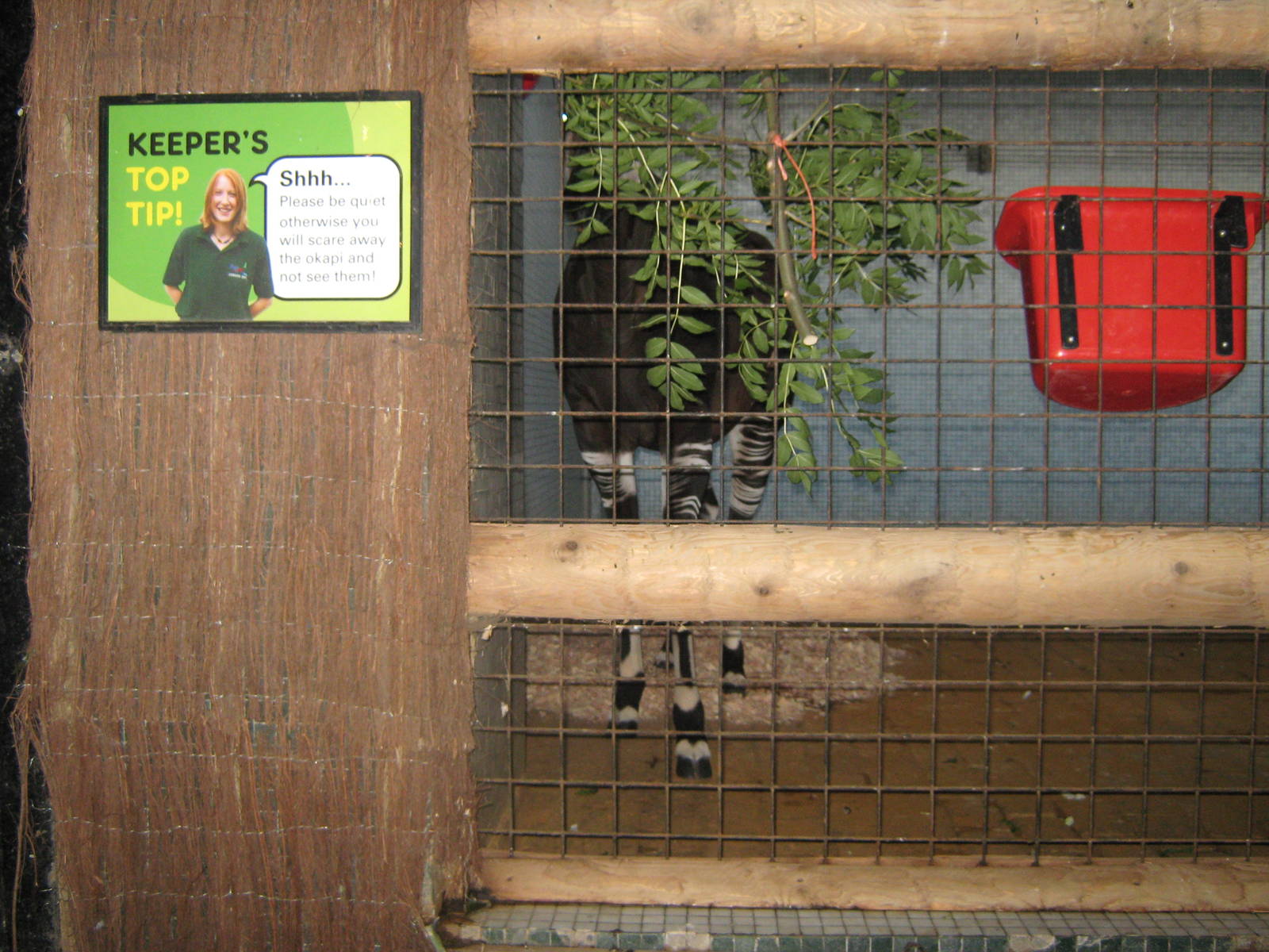 Okapi (m) Mbuti 25.08.09