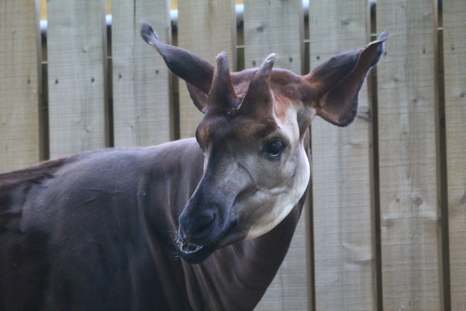 Okapi Male- 18th September 2025