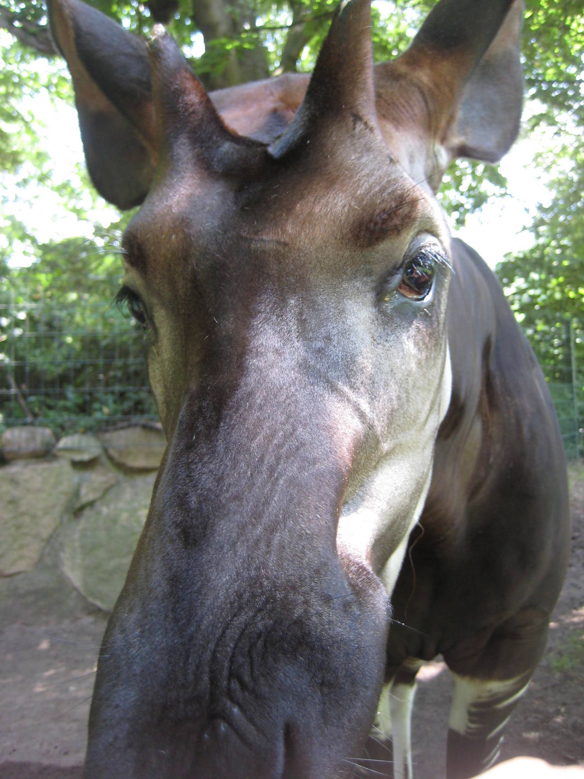 Okapi male " Stomp"