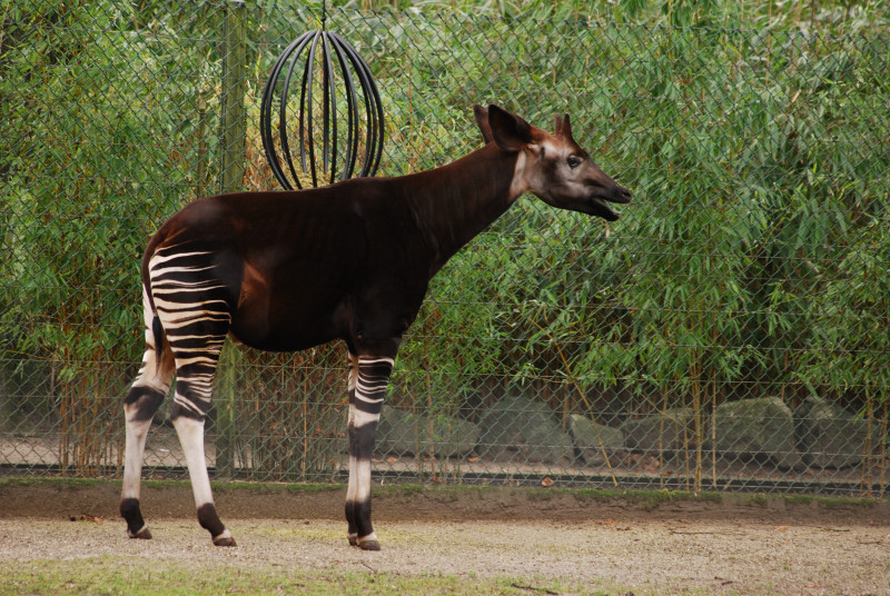 Okapi male