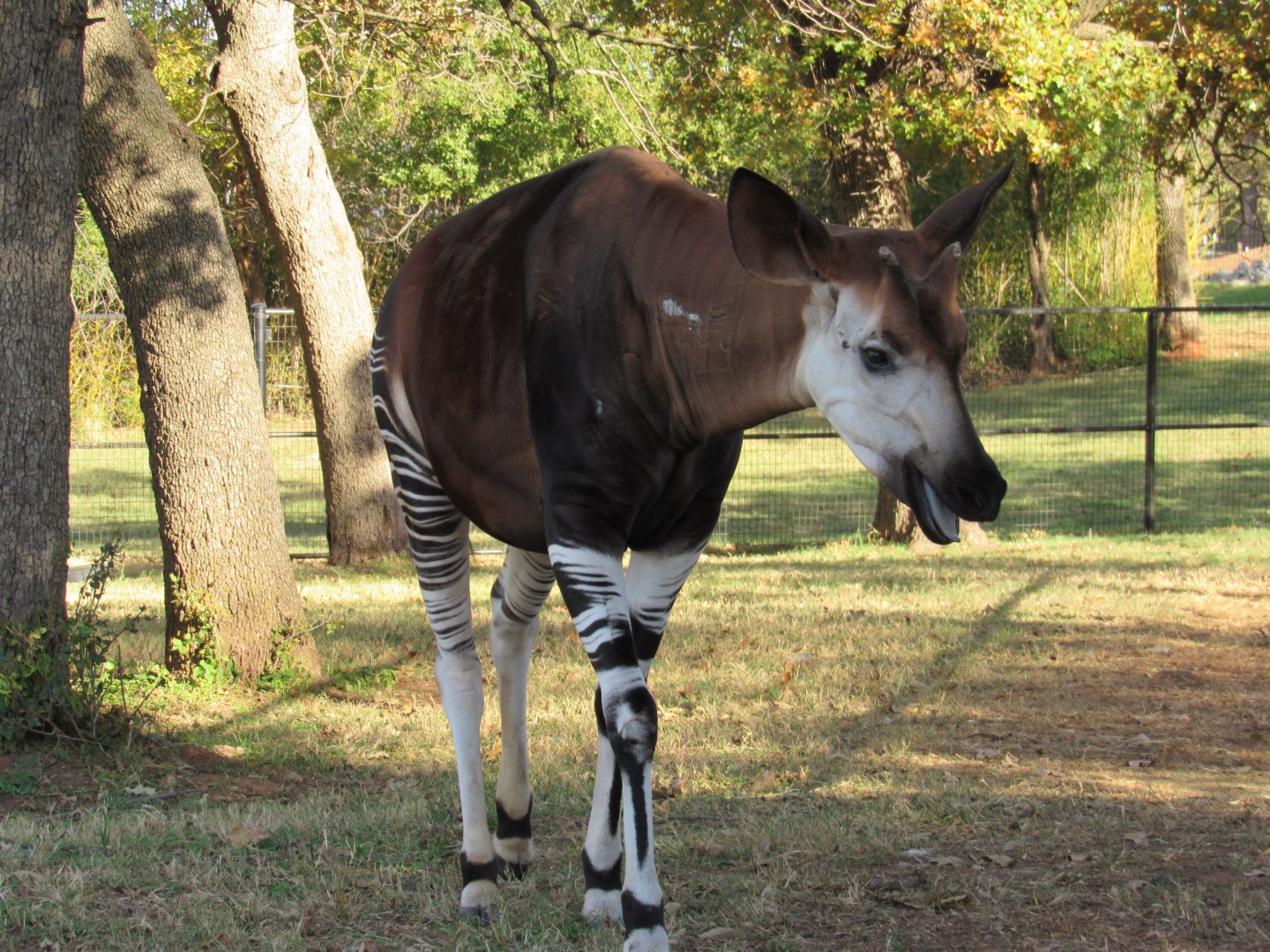 Okapi (male)