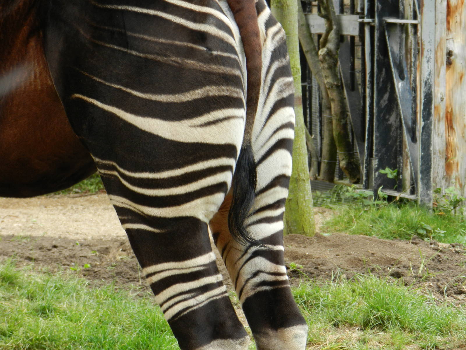 Okapi Markings