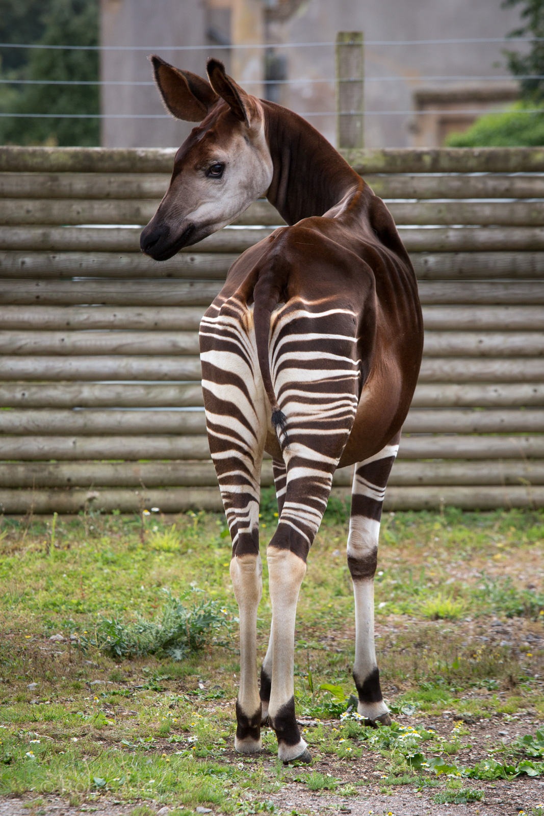 Okapi : Marwell : 08 Aug 2014