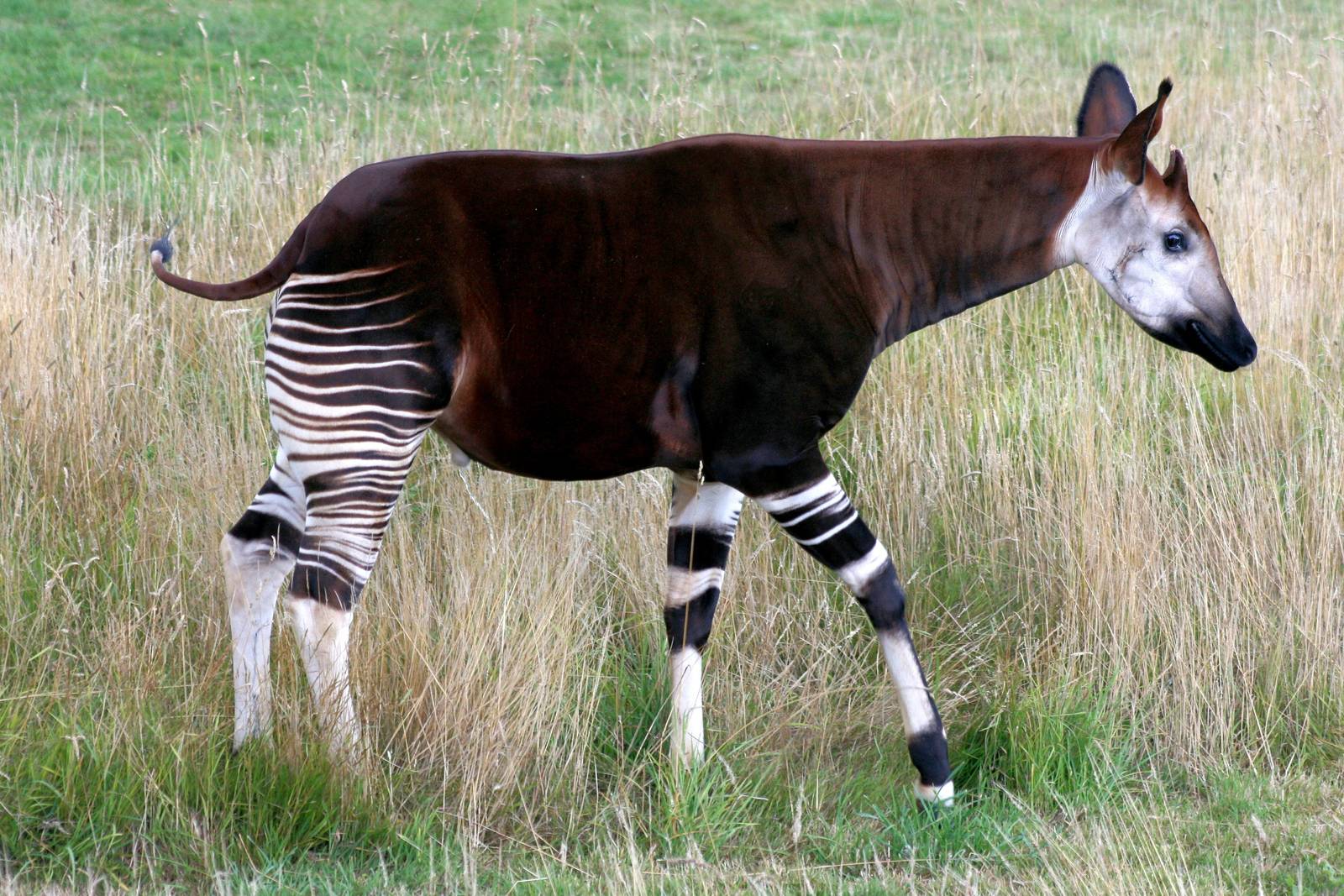 Okapi; Marwell; 1st August 2015