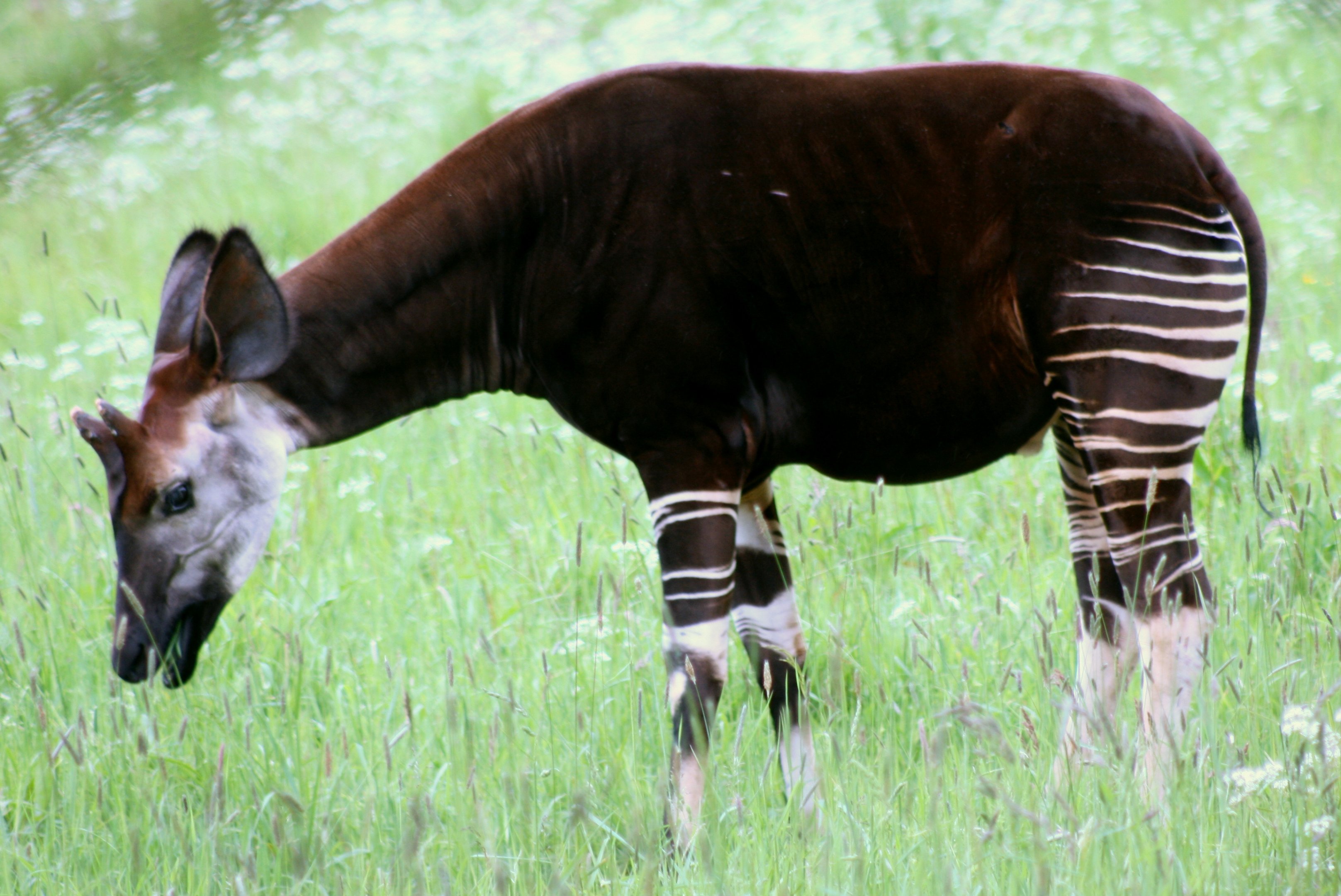 Okapi; Marwell; 20th May 2017