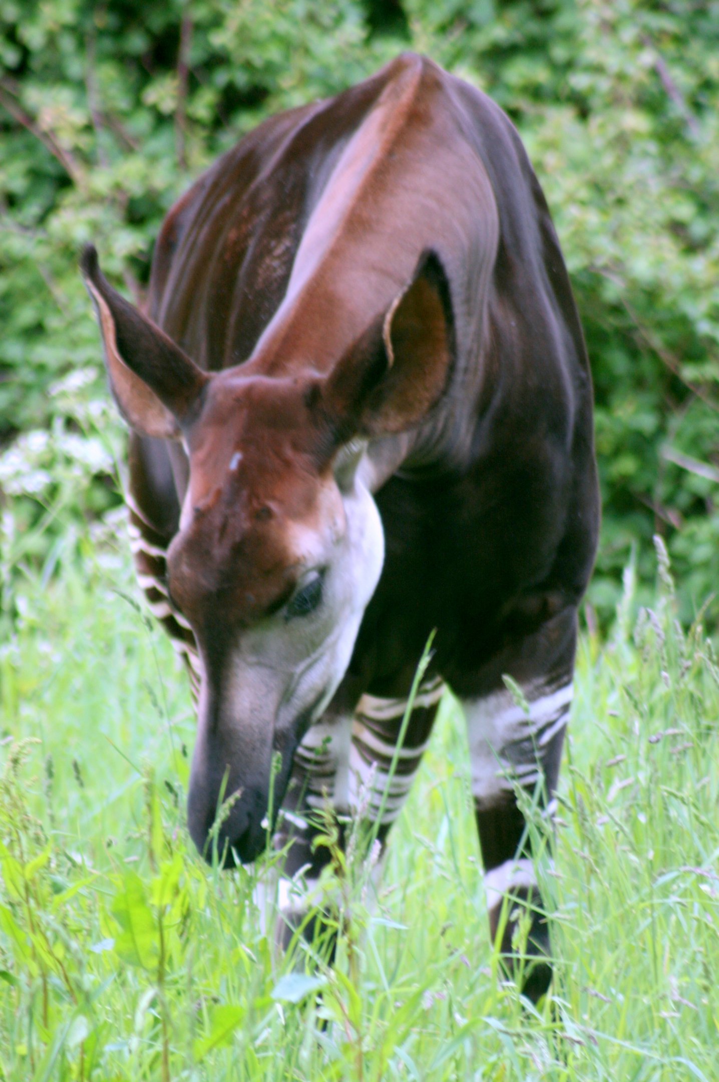 Okapi; Marwell; 20th May 2017