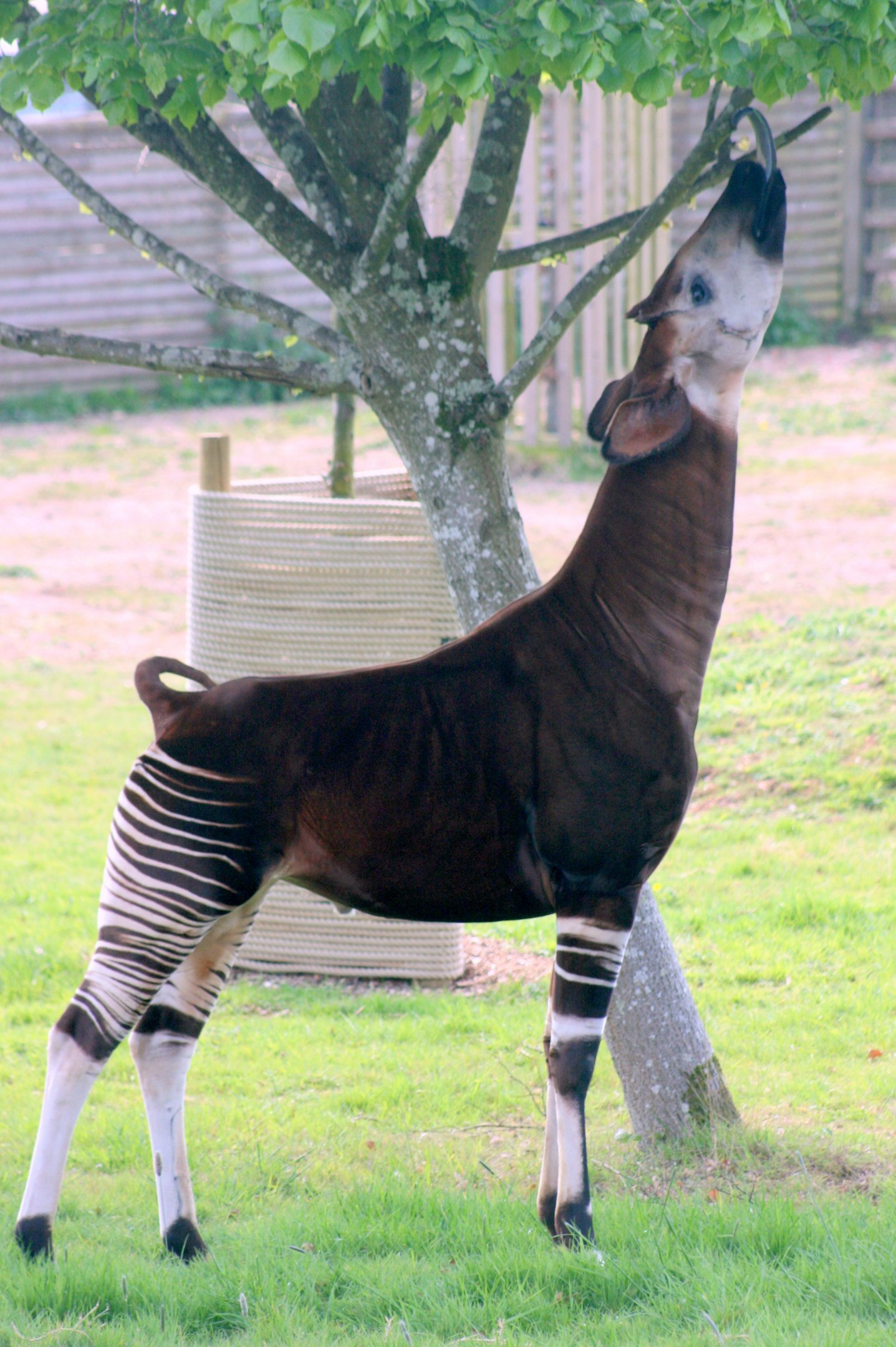 Okapi; Marwell; 22nd April 2017