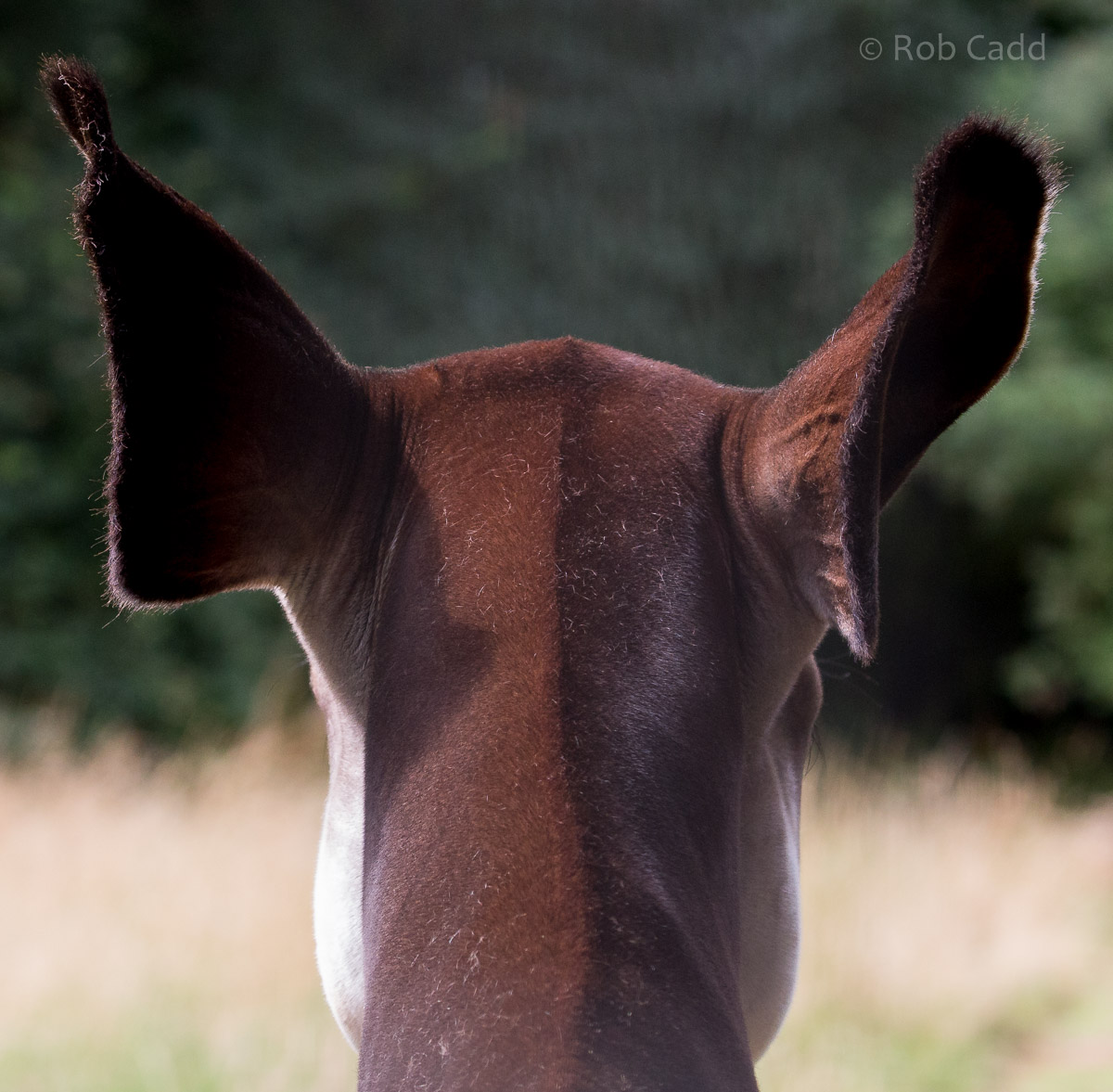 Okapi : Marwell : 29 Jul 2016
