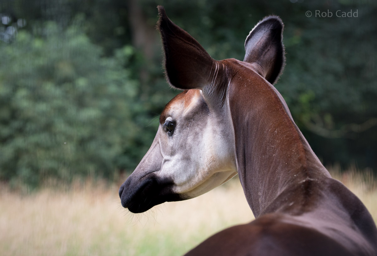 Okapi : Marwell : 29 Jul 2016