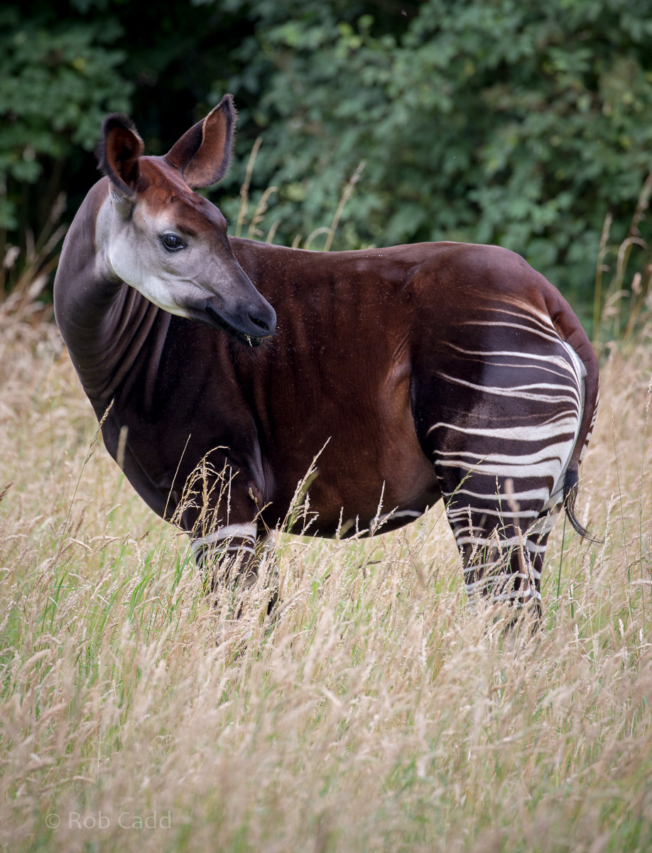 Okapi : Marwell : 29 Jul 2016