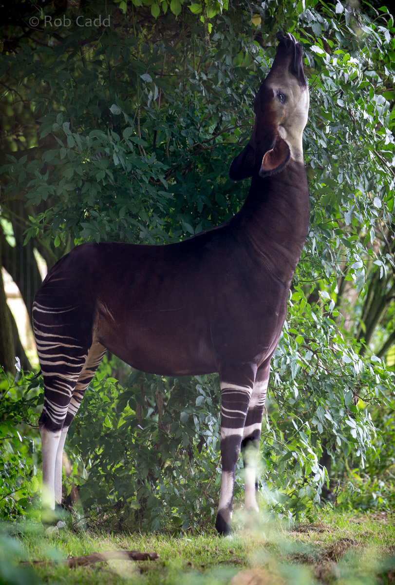 Okapi : Marwell : 29 Jul 2016