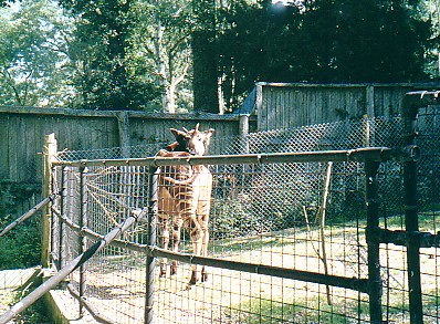 Okapi @ Marwell zoo UK 1987