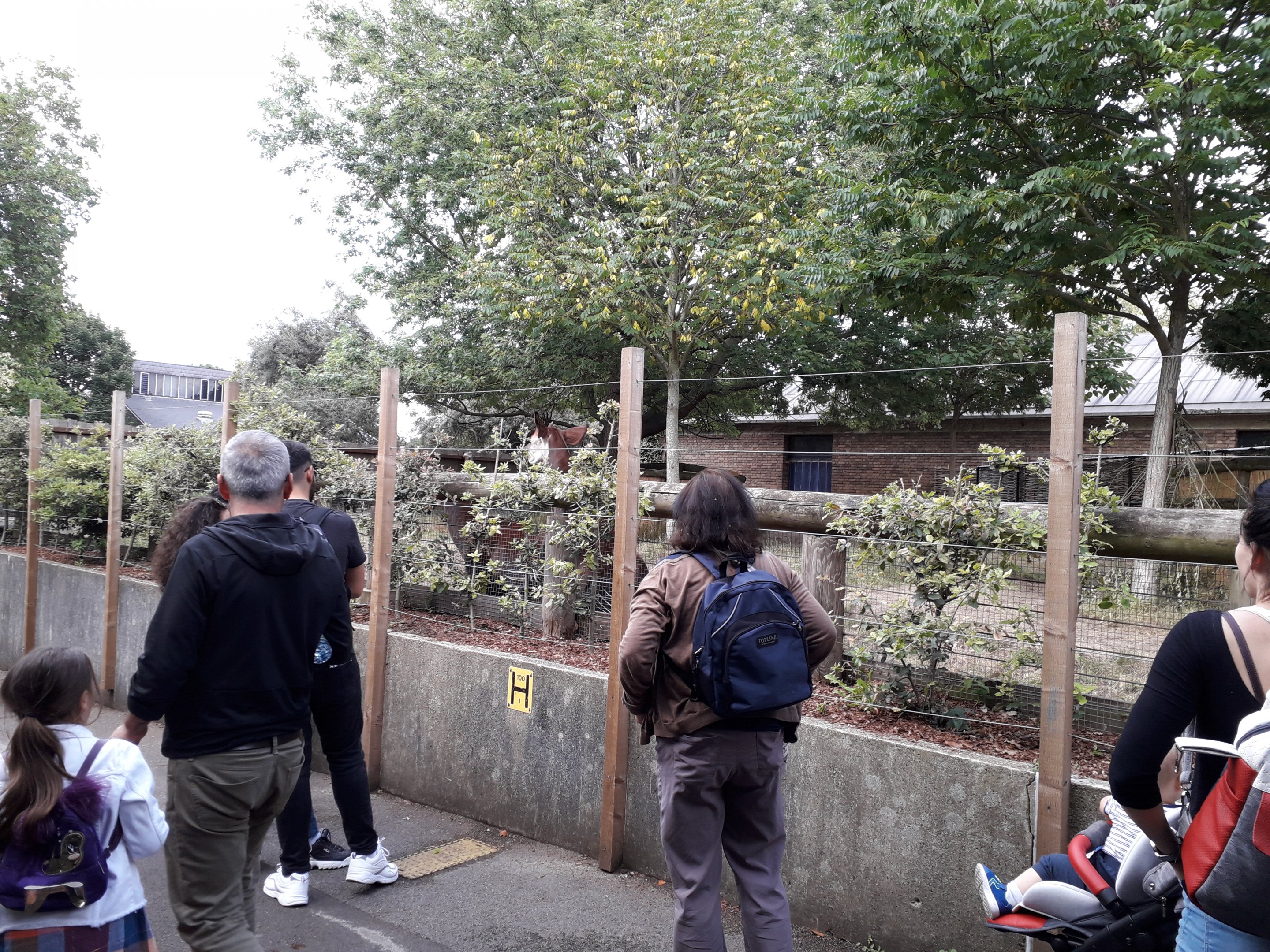 Okapi mating draws a crowd