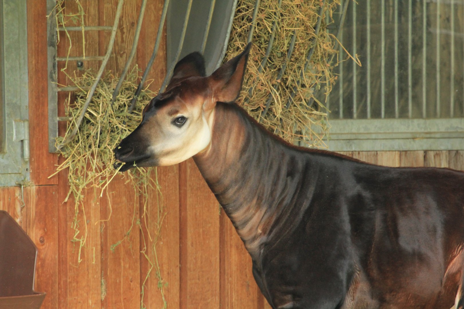 Okapi (May 2018)