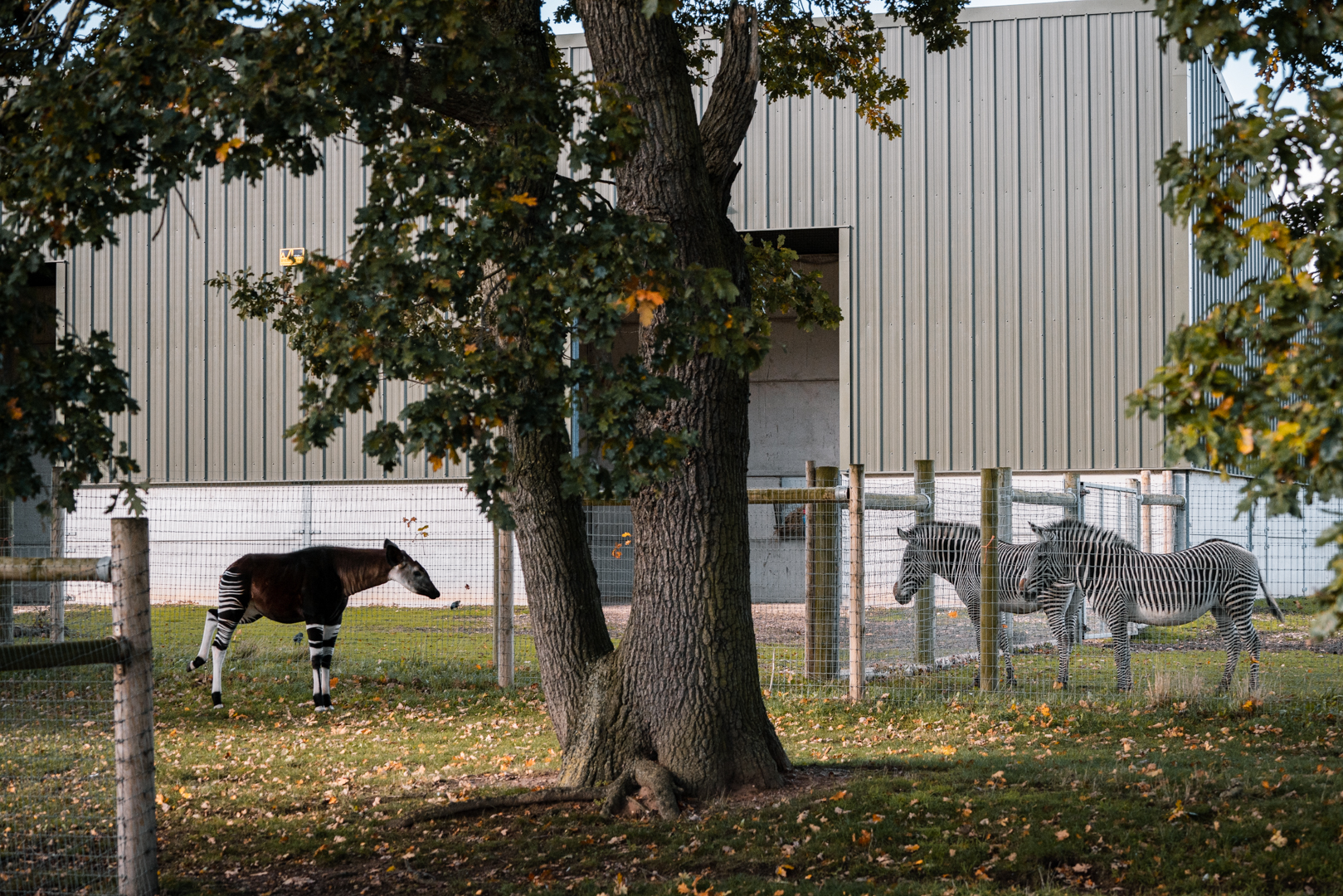 Okapi meeting Zebras