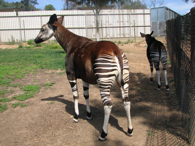 Okapi mom and calf