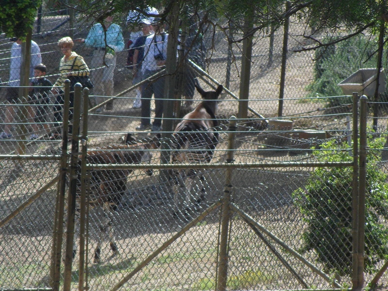 Okapi Off Exhibit Area