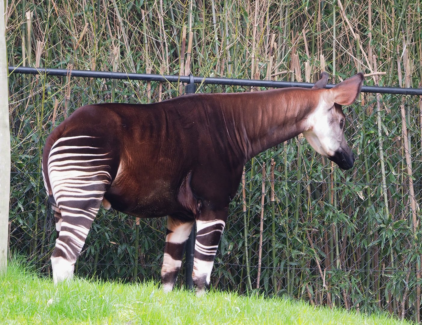Okapi (Okapi johnstoni),  2023-04-08