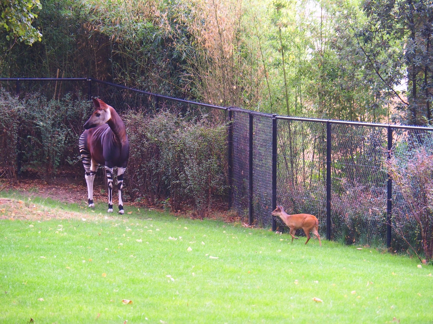 Okapi (Okapi johnstoni) and Red duiker (Cephalophus natalensis)