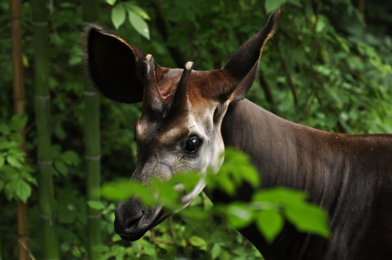 Okapi (Okapi johnstoni)