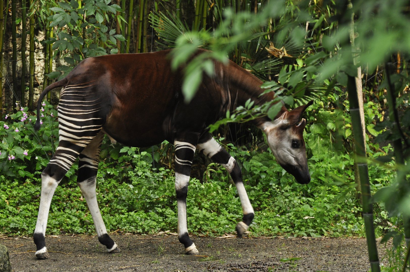 Okapi (Okapi johnstoni)