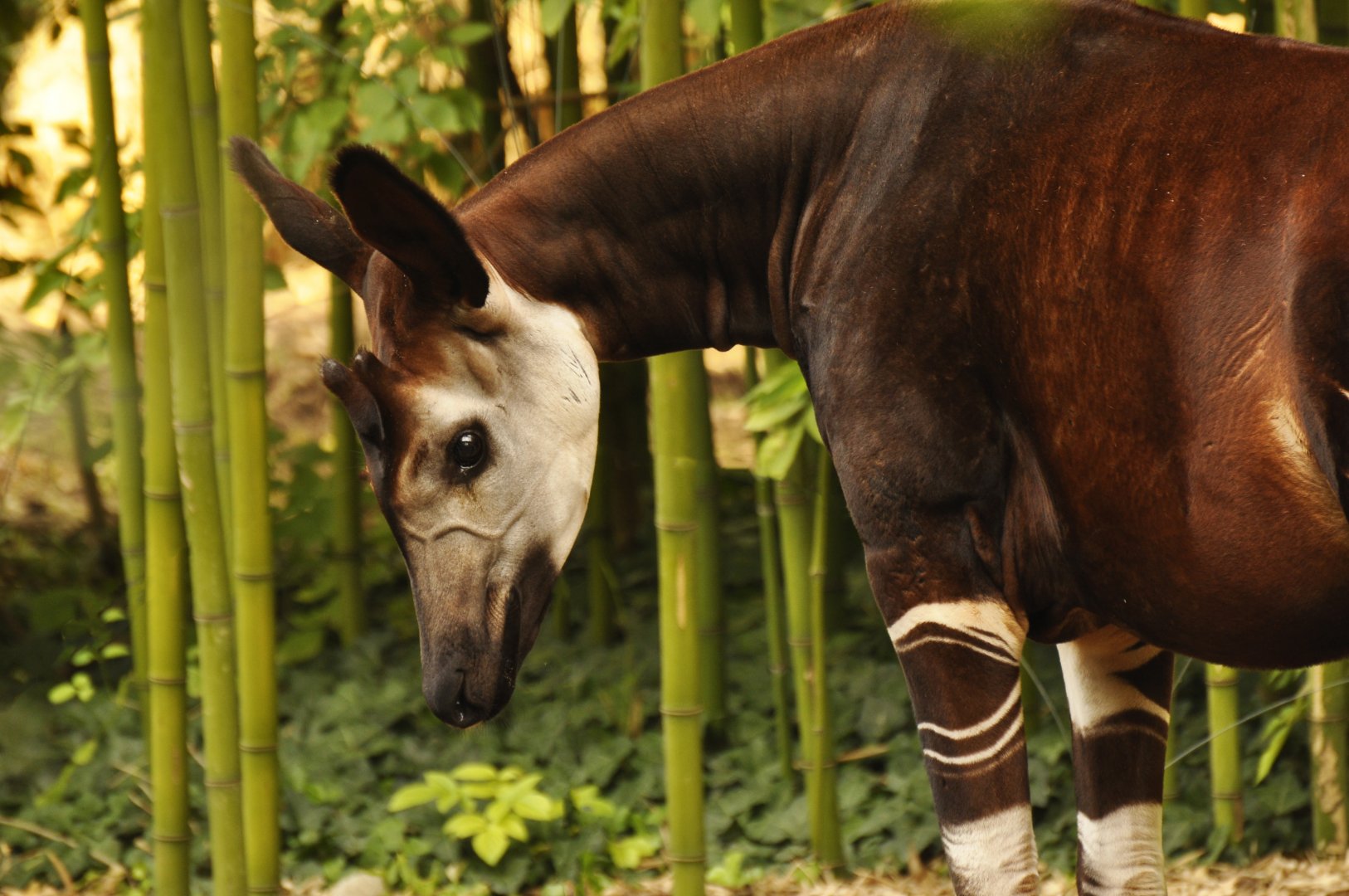 Okapi (Okapi johnstoni)
