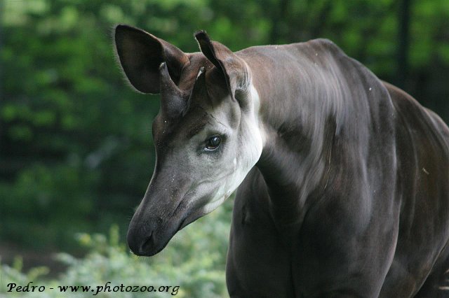 Okapi (Okapia johnsoni)