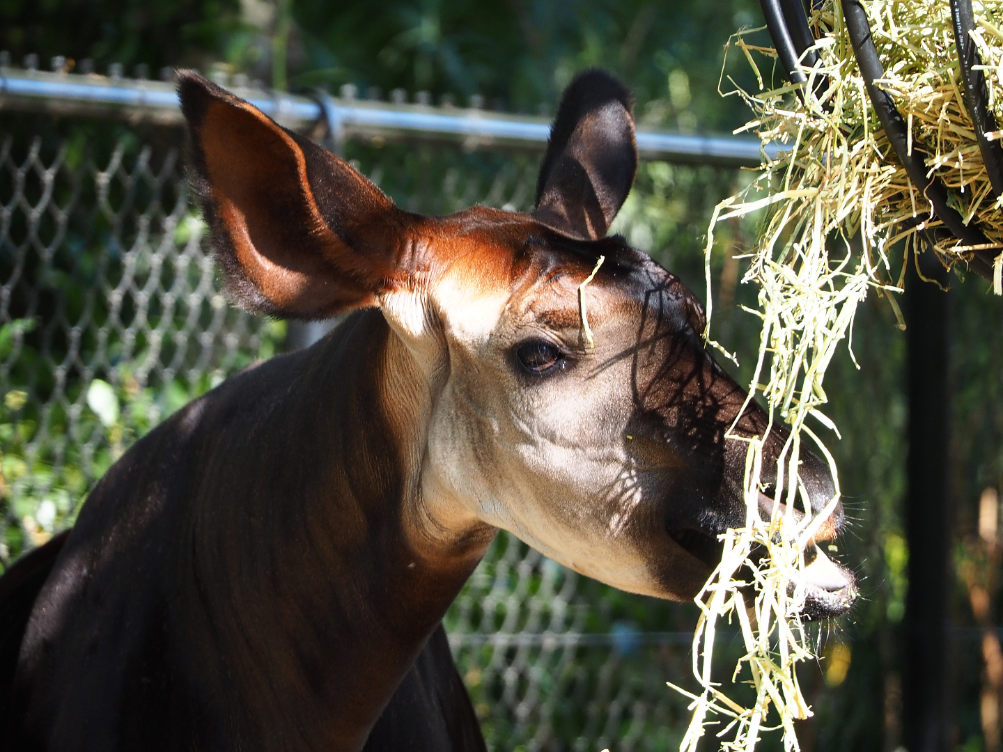 Okapi (Okapia johnstoni), 2019-09-21