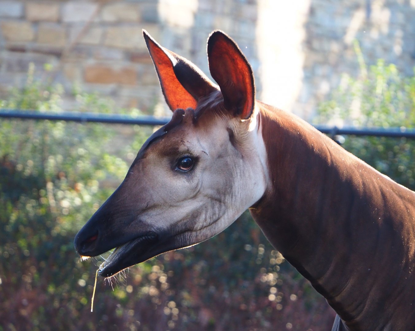 Okapi (Okapia johnstoni), 2019-12-30