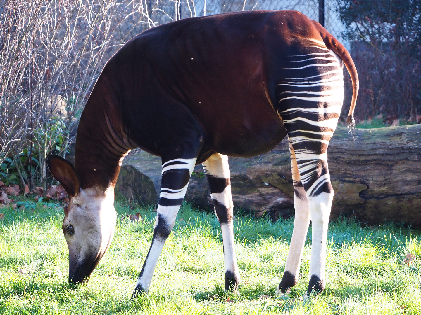 Okapi (Okapia johnstoni),  2019-12-30