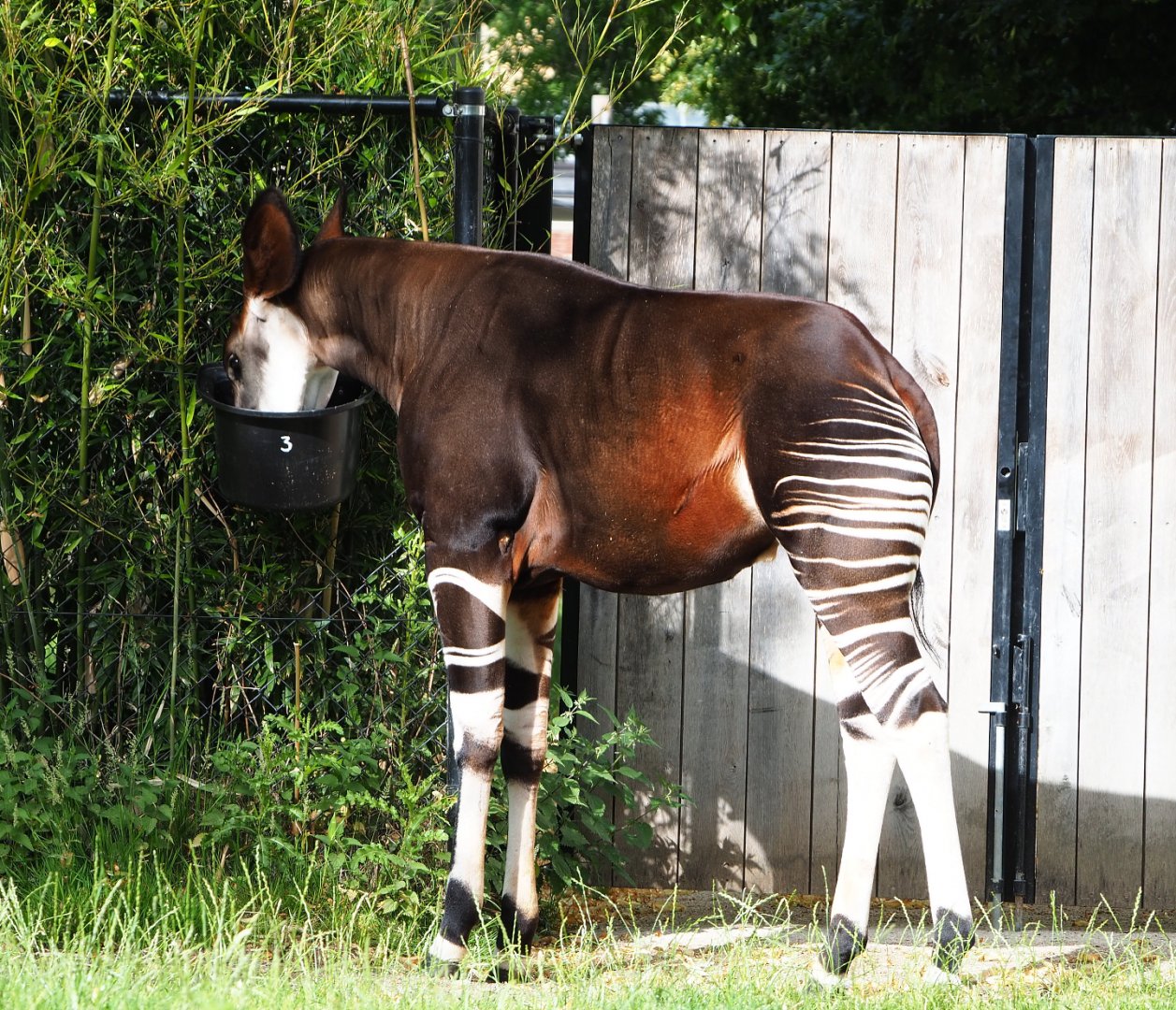 Okapi (Okapia johnstoni), 2020-06-28
