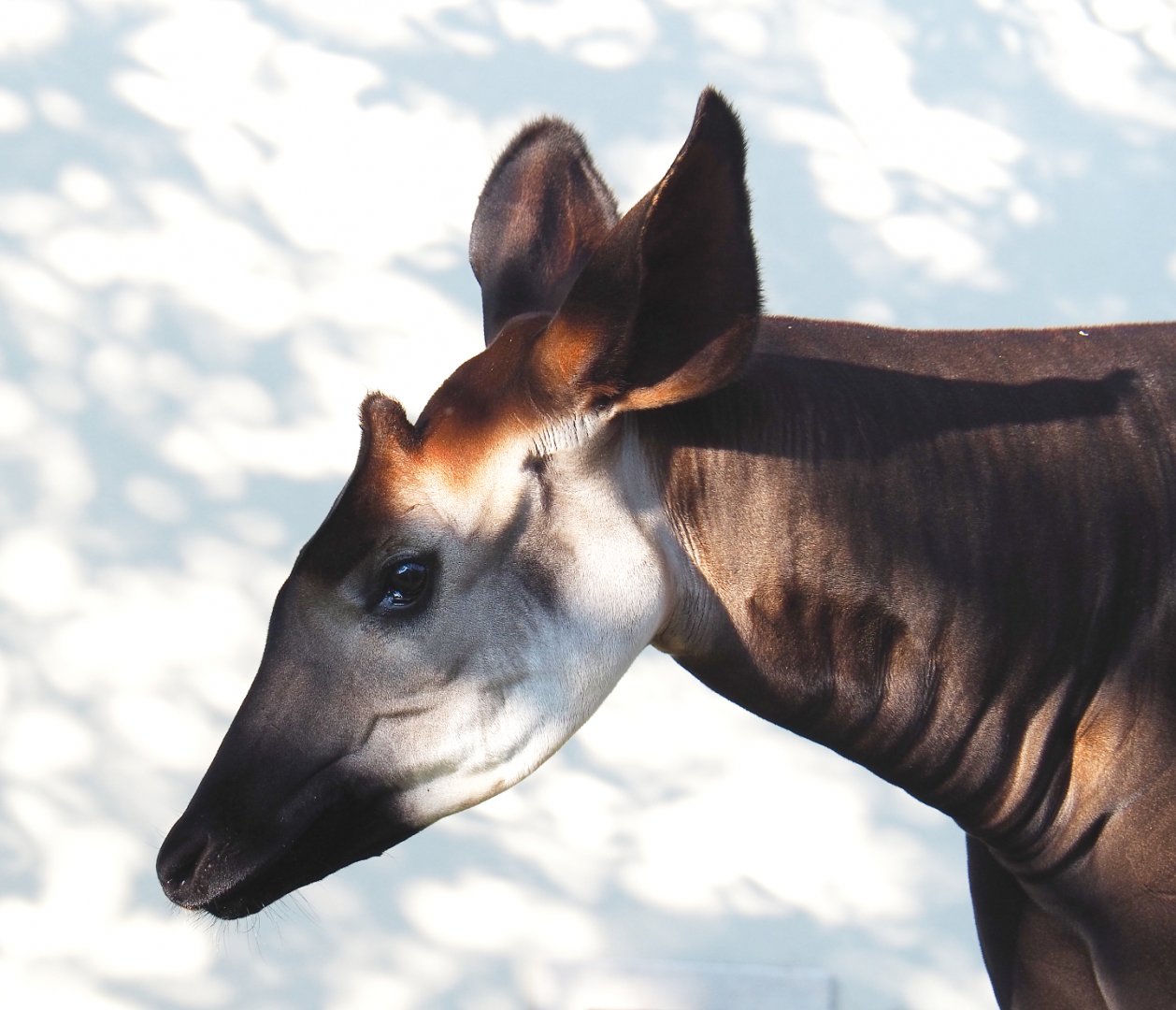 Okapi (Okapia johnstoni), 2020-09-20