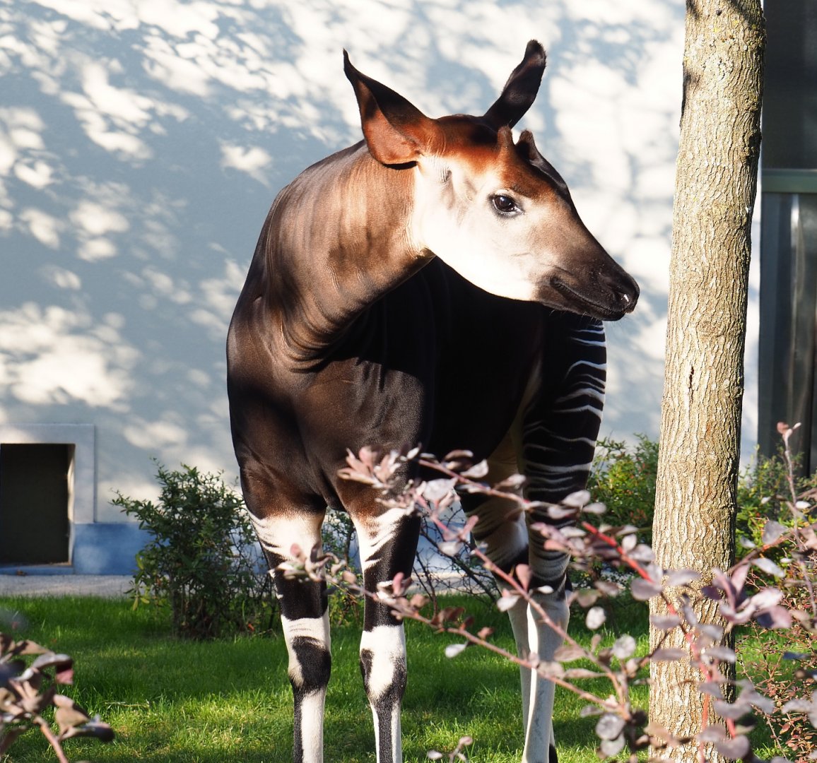 Okapi (Okapia johnstoni), 2020-09-20
