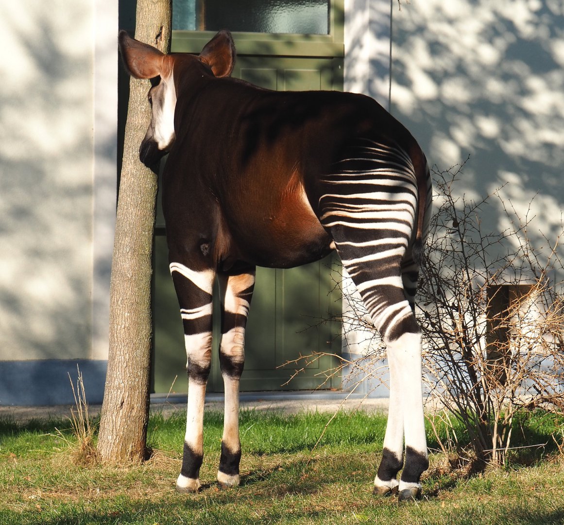 Okapi (Okapia johnstoni), 2020-09-20