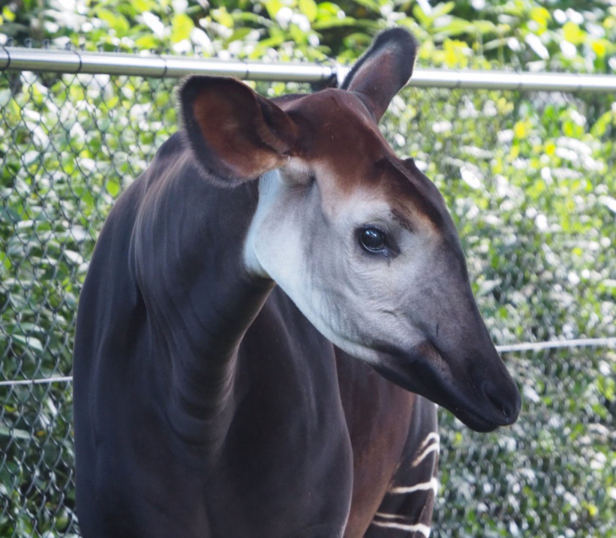 Okapi (Okapia johnstoni), 2021-07-17