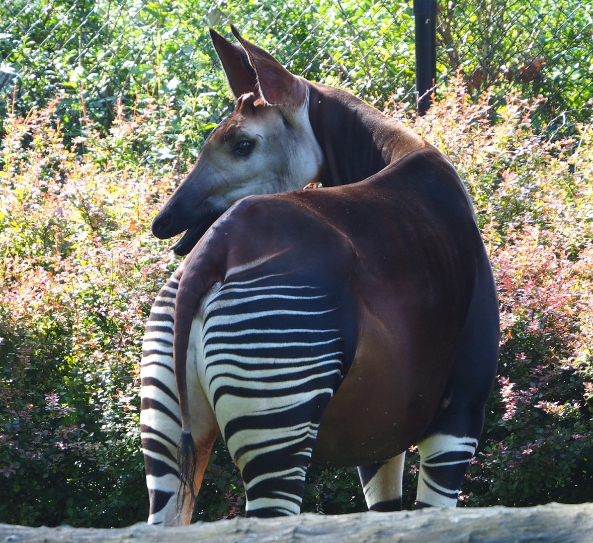 Okapi (Okapia johnstoni), 2021-07-17