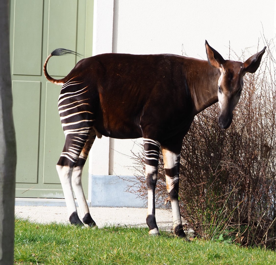 Okapi (Okapia johnstoni), 2022-03-16