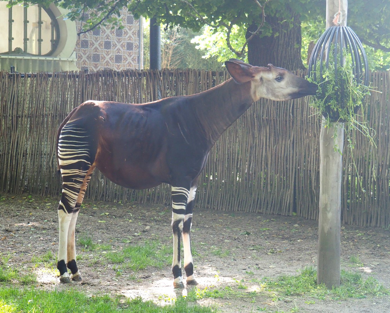 Okapi (Okapia johnstoni), 2022-05-26