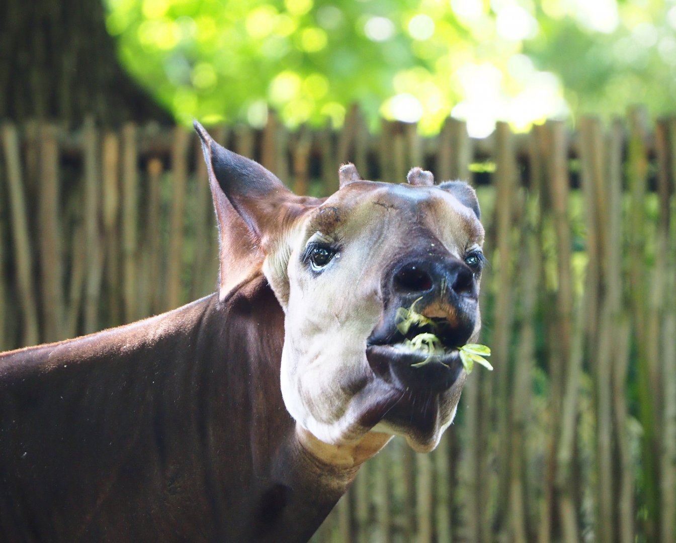 Okapi (Okapia johnstoni), 2022-05-26