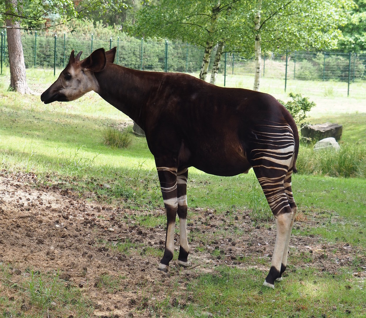 Okapi (Okapia johnstoni), 2022-06-12