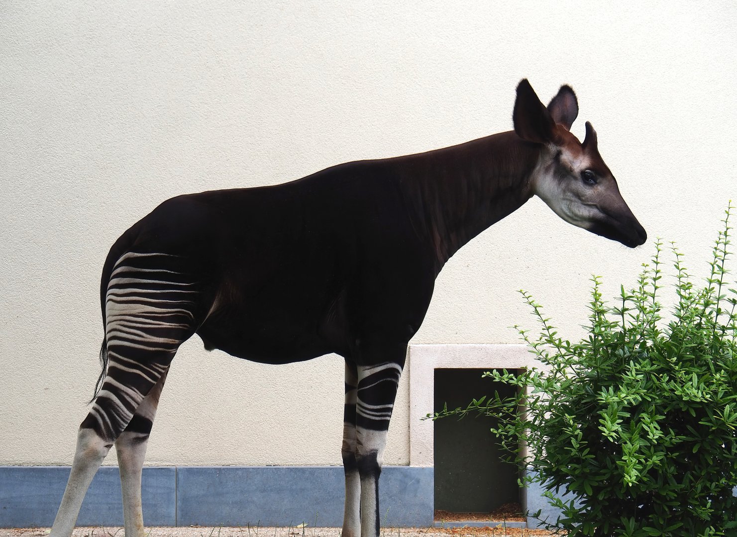 Okapi (Okapia johnstoni), 2023-07-02