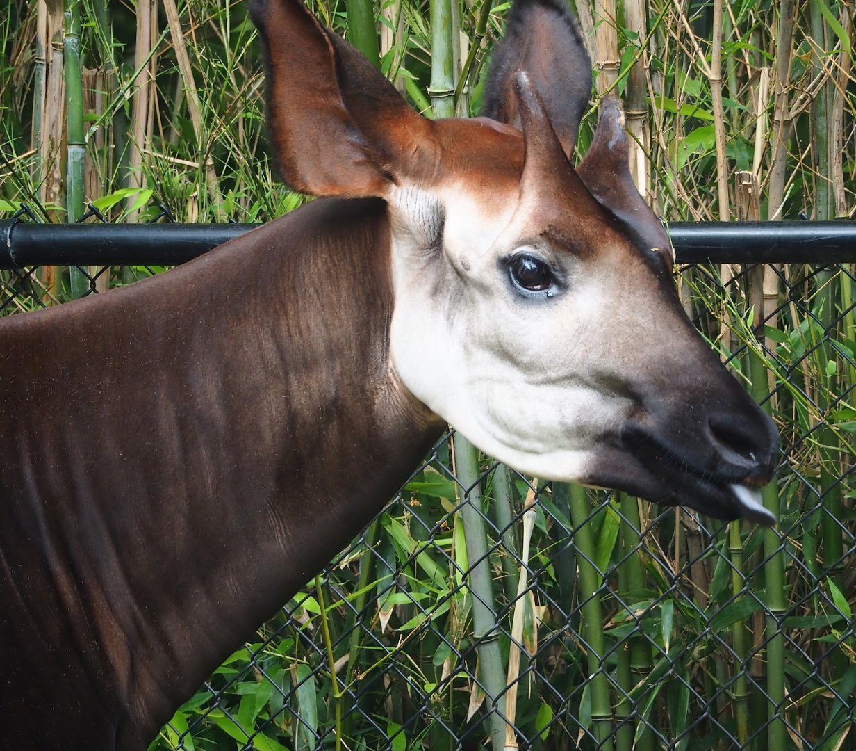 Okapi (Okapia johnstoni), 2023-07-02