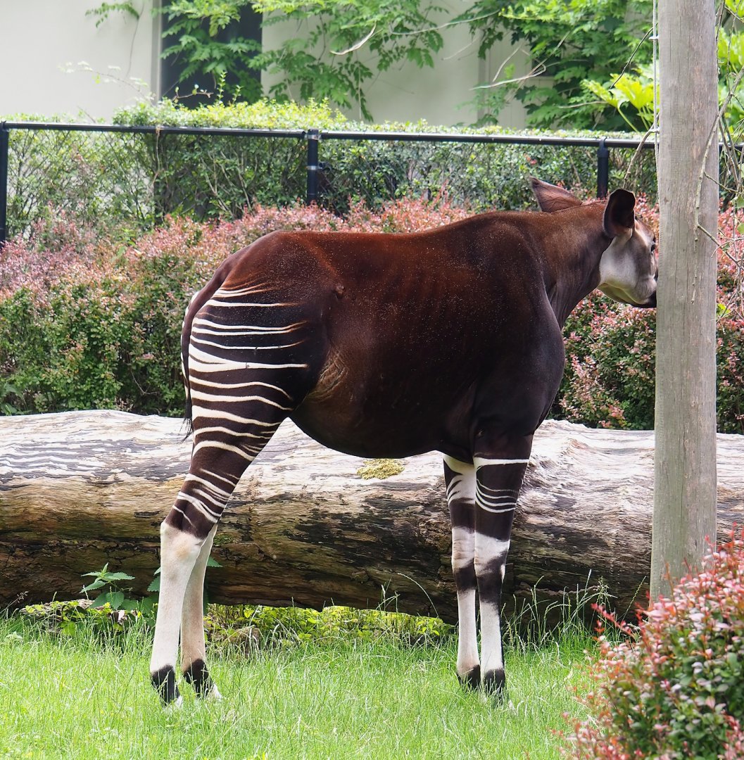 Okapi (Okapia johnstoni), 2023-07-02