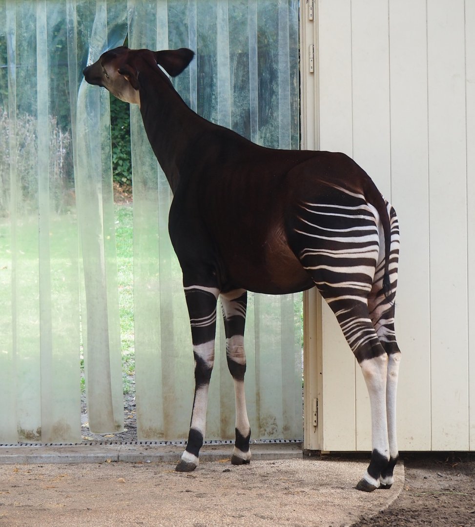 Okapi (Okapia johnstoni), 2023-07-22
