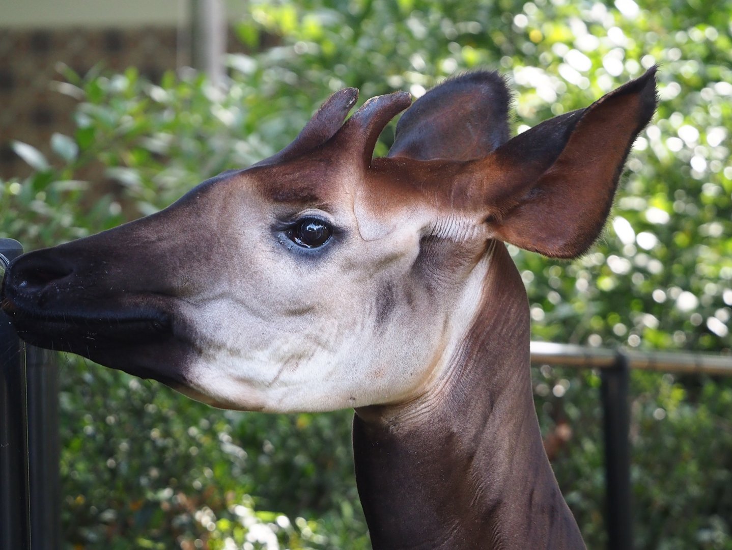 Okapi (Okapia johnstoni), 2023-07-22