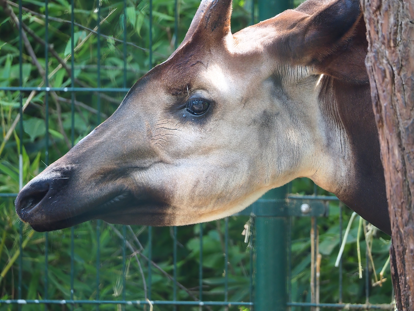Okapi (Okapia johnstoni), 2023-08-15
