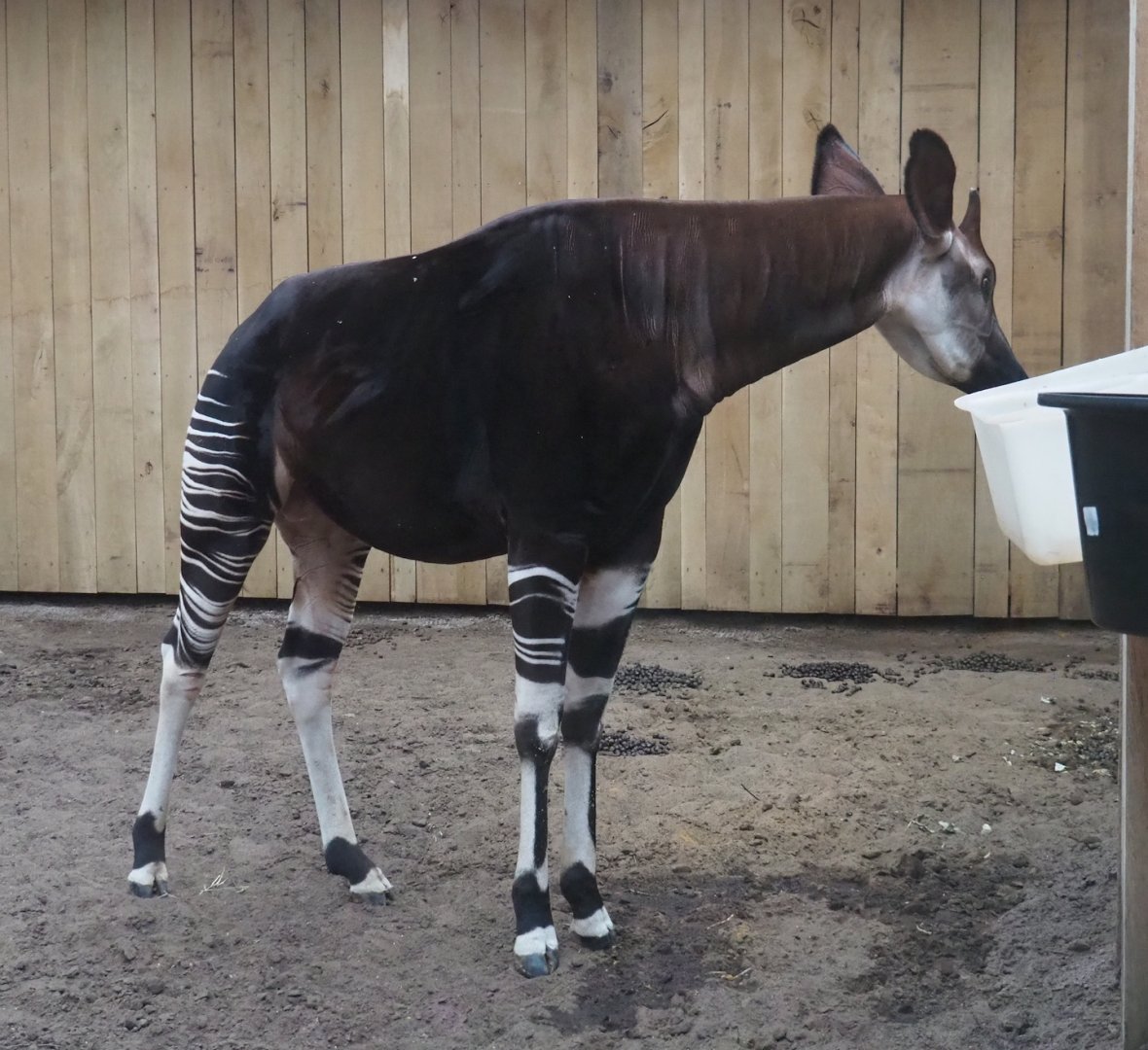 Okapi (Okapia johnstoni), 2024-02-17