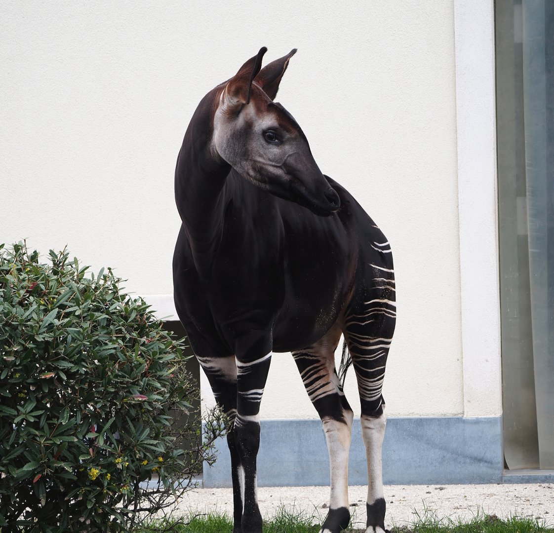 Okapi (Okapia johnstoni), 2024-03-09