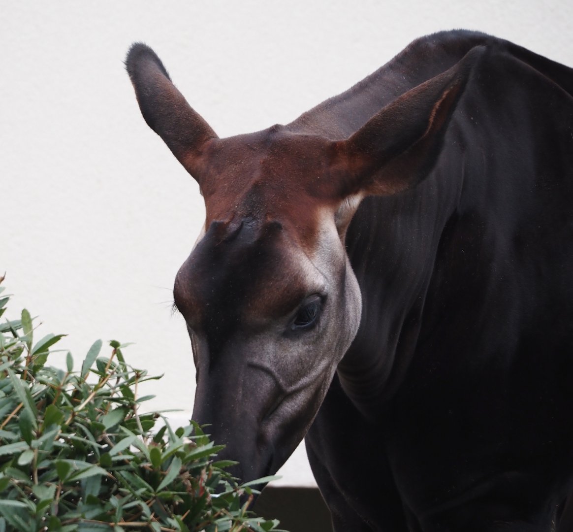 Okapi (Okapia johnstoni), 2024-03-09