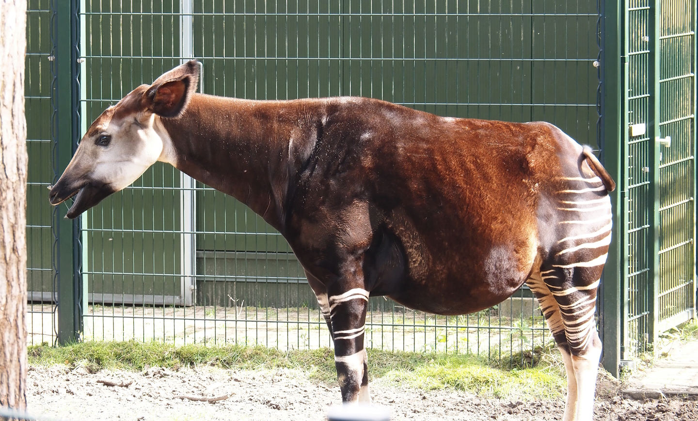 Okapi (Okapia johnstoni), 2024-04-06